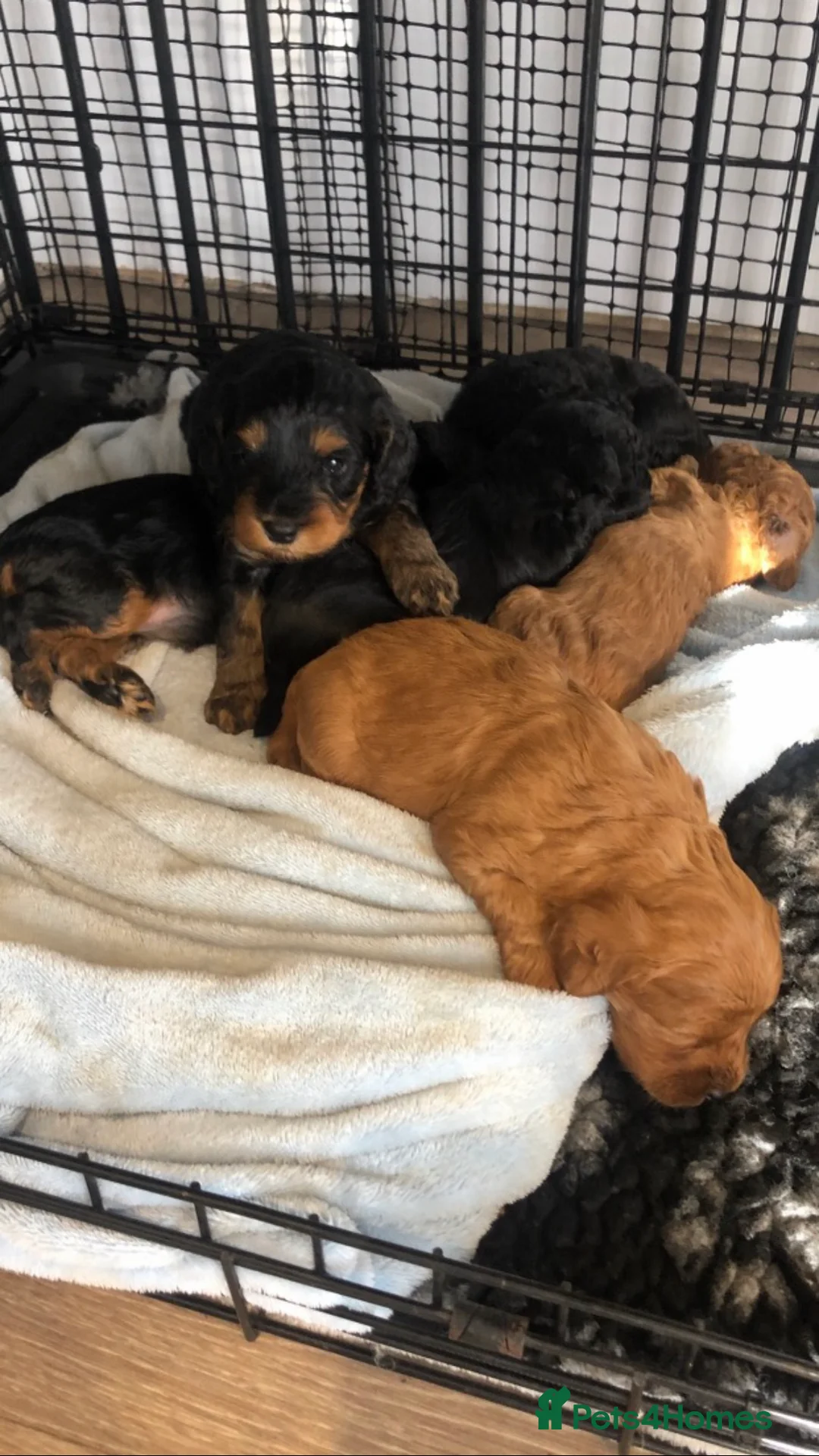 Toy Poodle dogs for stud: Proven Toy Poodle For Stud in Canterbury - Advert 9