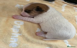 Mixed Breed dogs for sale: Jack chi puppies  - Image 8