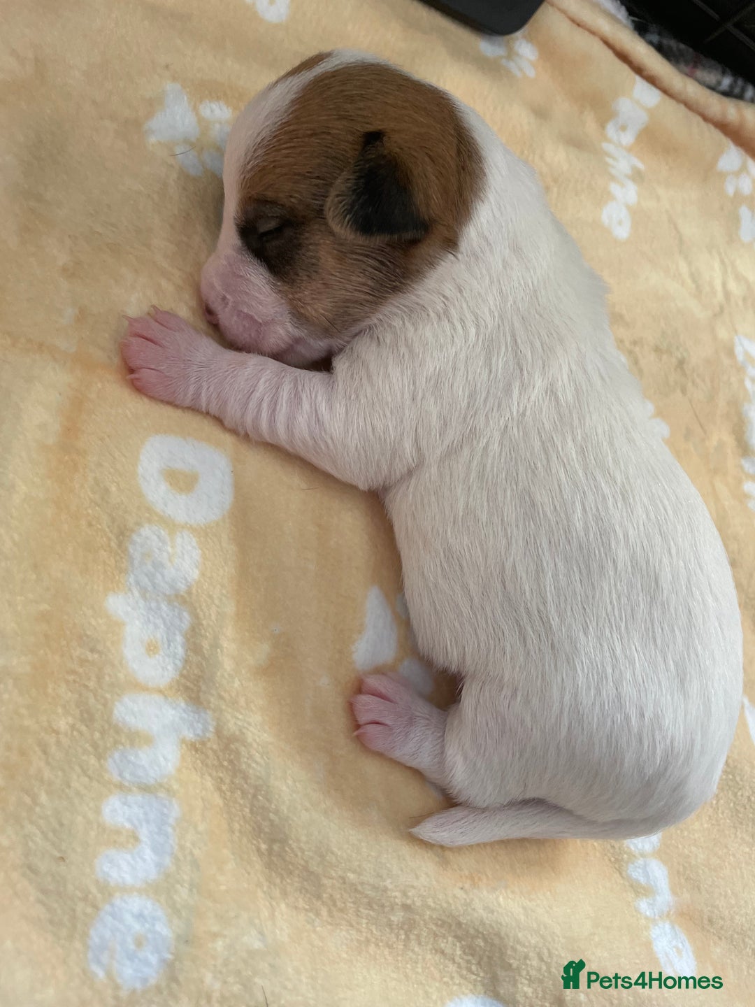 Mixed Breed dogs for sale: Jack chi puppies  - Image 8