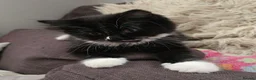 Turkish Angora cats for sale: 5 wonderful fur babies (4girls,1boy) - Advert 23