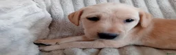 Labrador Retriever dogs for sale: Ready to go now Labrador pups for sale.  - Advert 27