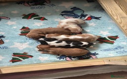 Cavalier King Charles Spaniel dogs for sale: Pugalier Pups ready for their new home!  - Image 24