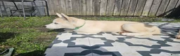 Huskita dogs for sale: Puppies for sale  - Advert 4