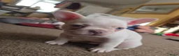 French Bulldog dogs for sale: French bulldog puppies  - Advert 5