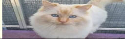 Ragdoll cats for sale: Flame point Ragdoll Mix - Advert 2
