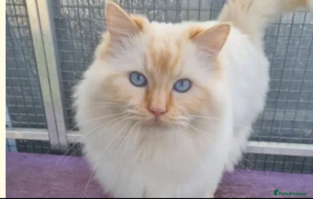 Ragdoll cats for sale: Flame point Ragdoll Mix - Advert 2