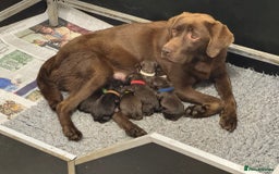 Labrador Retriever dogs for sale: Kennel Club Reg Chocolate Labrador puppies  - Image 2