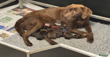 Labrador Retriever dogs - Advert 15