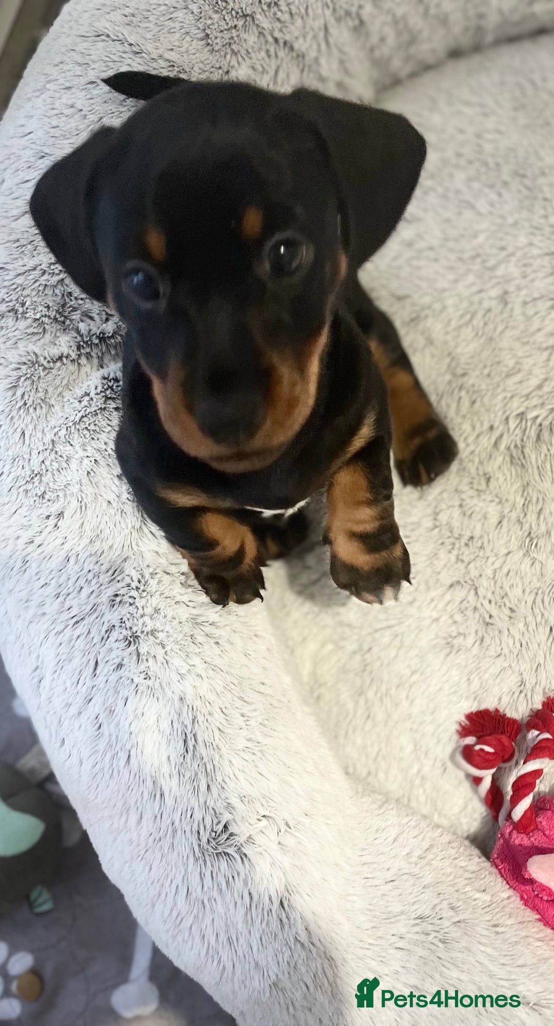 Dachshund dogs for sale: 2 beautiful miniature dachshund - Image 4