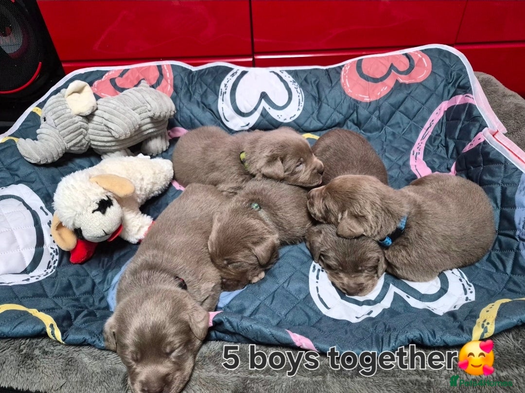 Labrador Retriever dogs for sale: 💎 Stunning Litter of 8 Silver Labradors 💎 - Advert 13