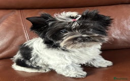 Mixed Breed dogs for sale: Colour Yorkshire Terrier   , DNA tested parents  - Image 16