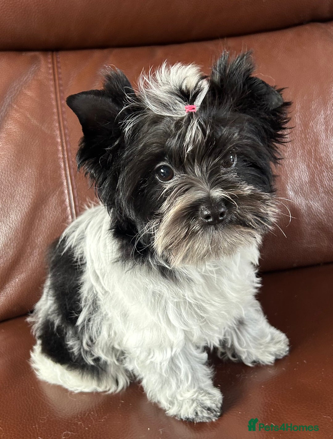 Mixed Breed dogs for sale: Colour Yorkshire Terrier   , DNA tested parents  - Image 16