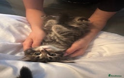 Ragdoll cats for sale: Ragdoll x Maincoone loving babies - Image 13