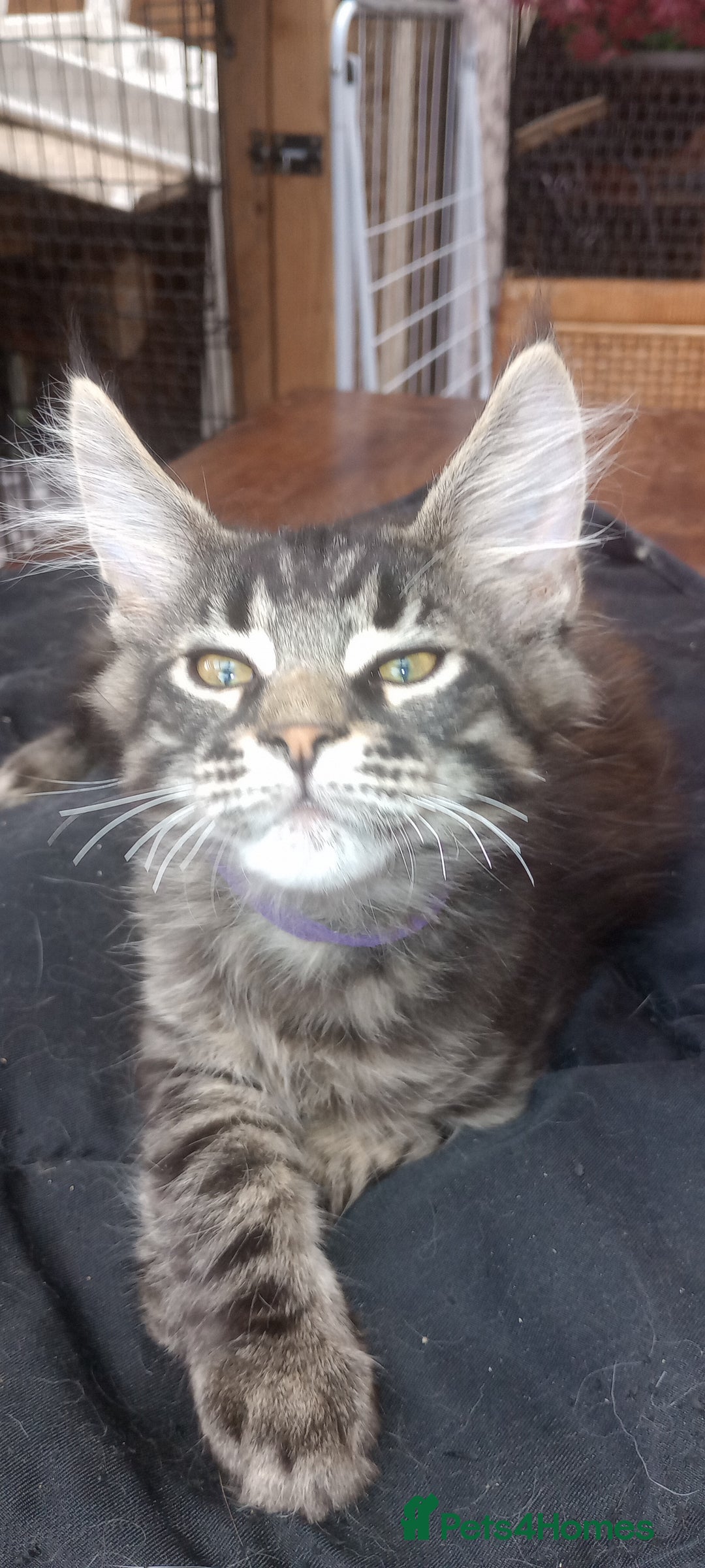 Maine Coon cats for sale: Maine coon purebred pedigre xl in Barnsley - Image 6