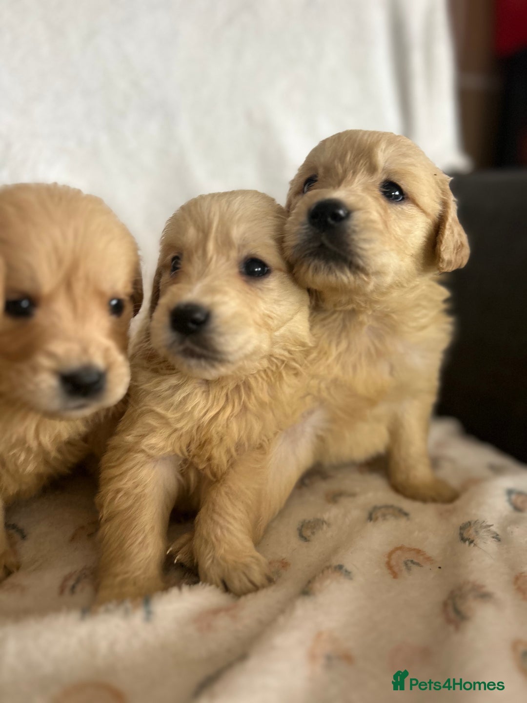 Golden Retriever dogs for sale: Beautiful golden retriever litter 🐶⭐️ - Image 11