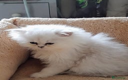 Persian cats for sale: 🐤White shaded gold/silver kittens ready to go - Advert 11