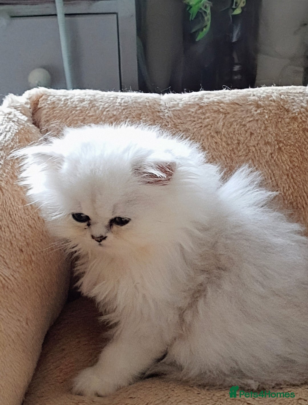 Persian cats for sale: 🐤White shaded gold/silver kittens ready to go - Advert 11