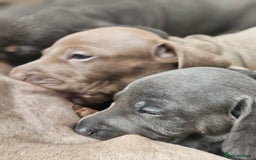 Miniature Dachshund dogs for sale: Friendly& Family -Oriented - Image 14