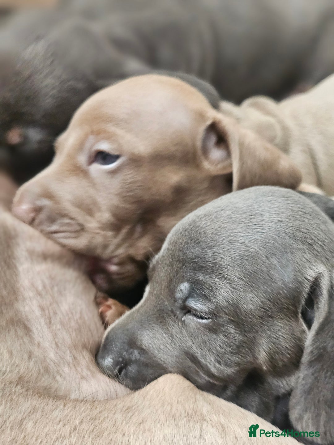 Miniature Dachshund dogs for sale: Friendly& Family -Oriented - Image 14