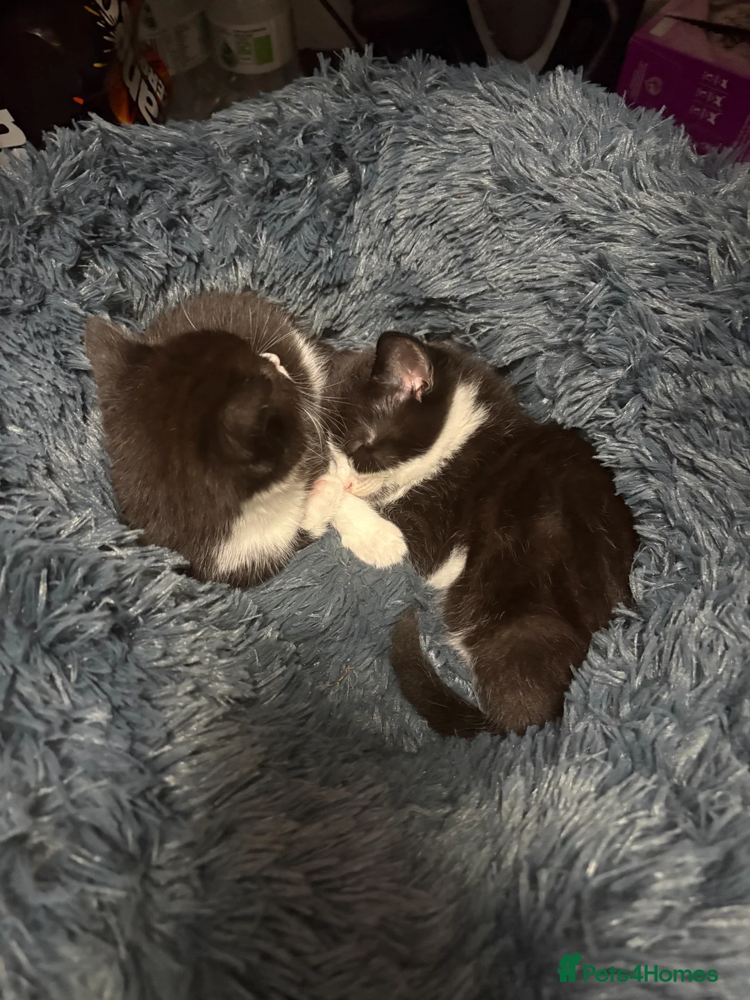 British Shorthair cats for sale: kittens for sale in High Wycombe - Advert 4