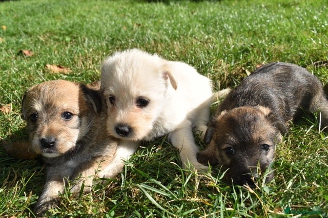 Jack Russell dogs Gorgeous Rough Coated Jack Russell Puppies - Advert 5