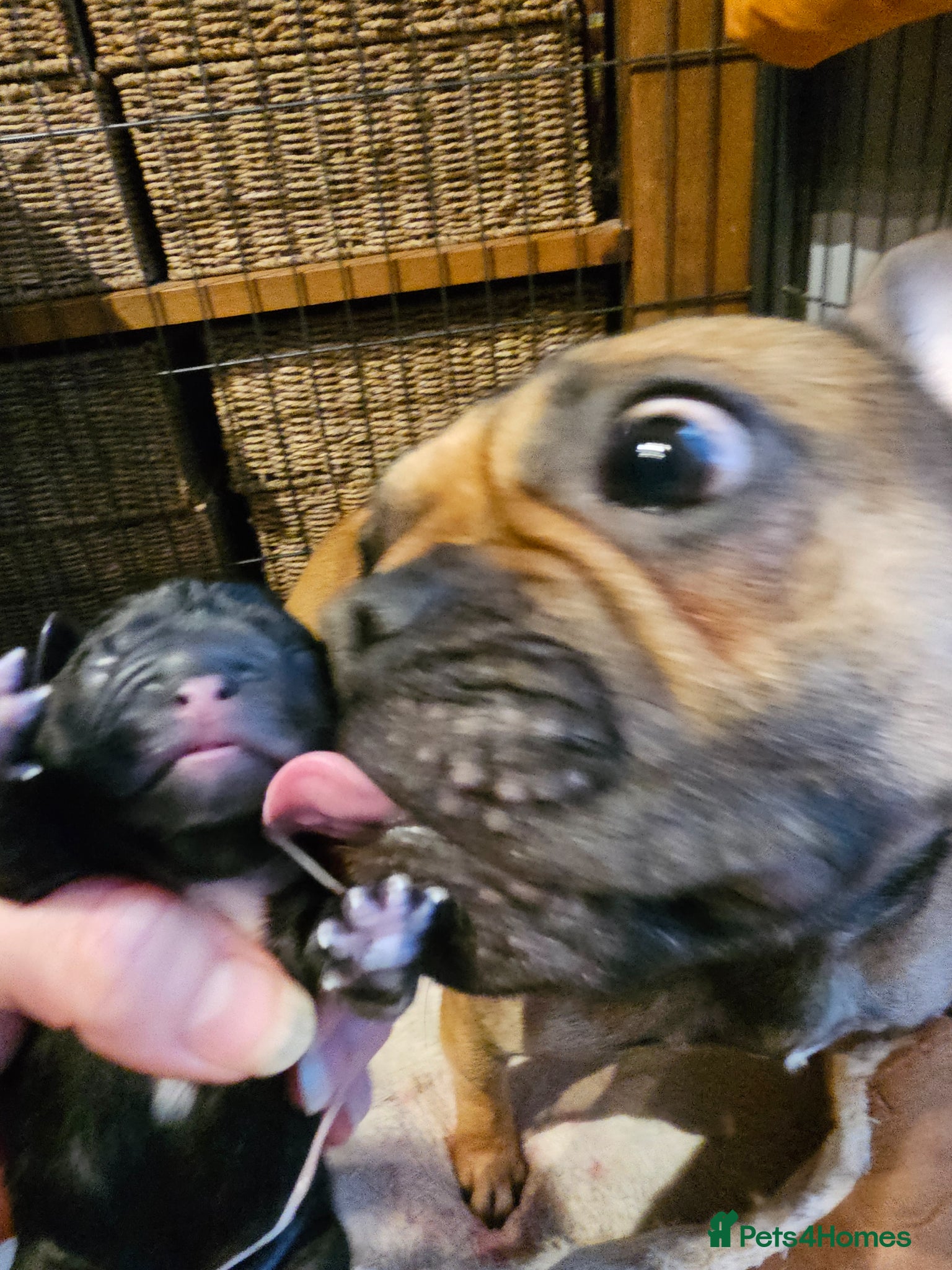 Frug dogs FRUG puppies looking for loving, forever homes now - Advert 2