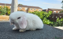 Mini Lop rabbits for sale: Baby boy mini lop rabbit - Image 3
