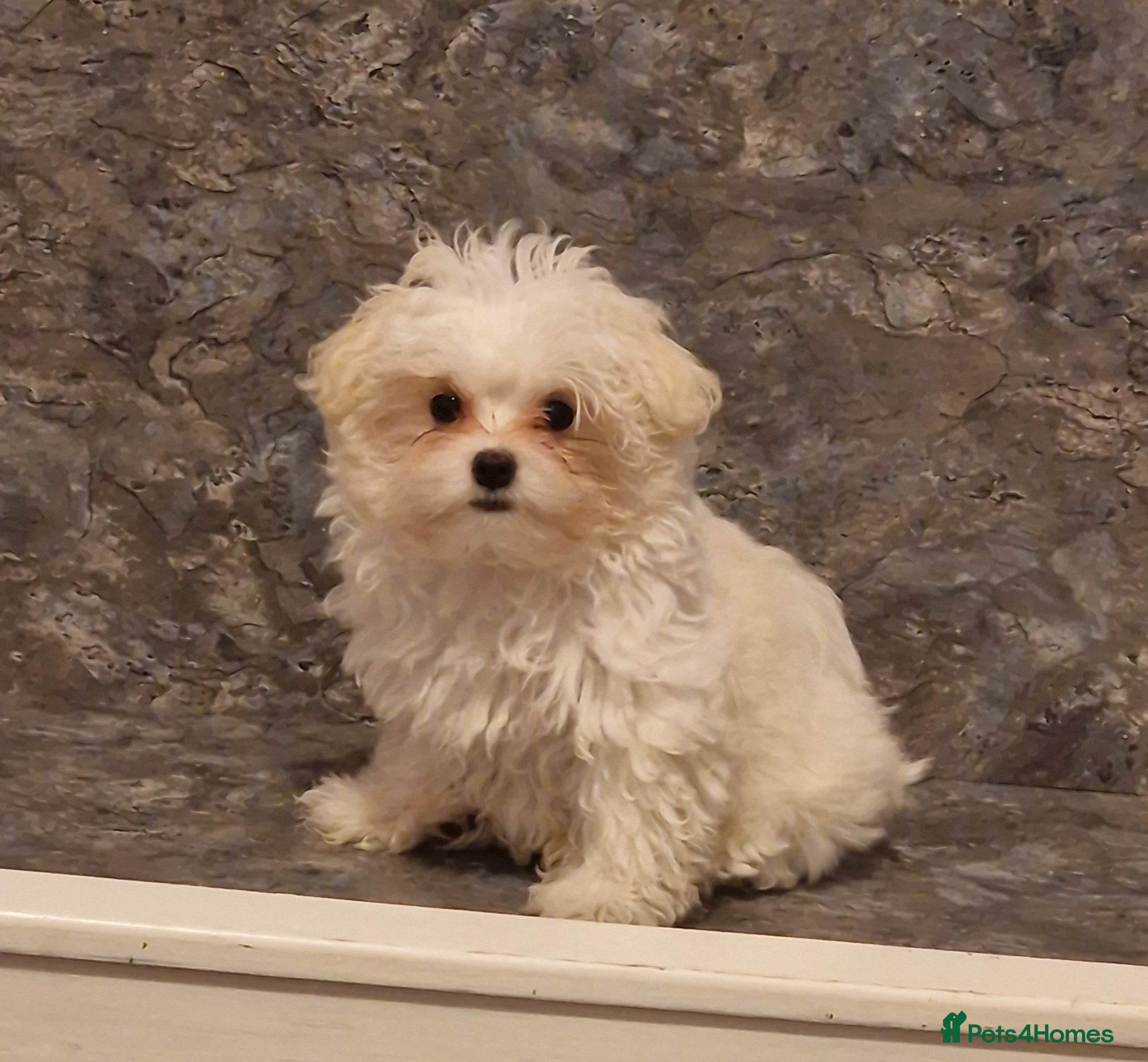 Maltese dogs Maltese - Advert 5