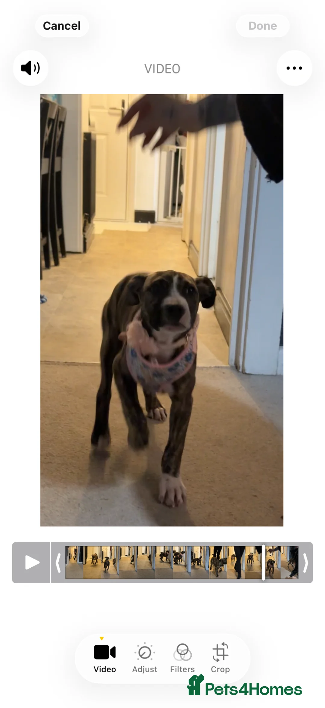 Mixed Breed dogs for sale: Presa canario cross Staffordshire terrior  in Basildon - Advert 5