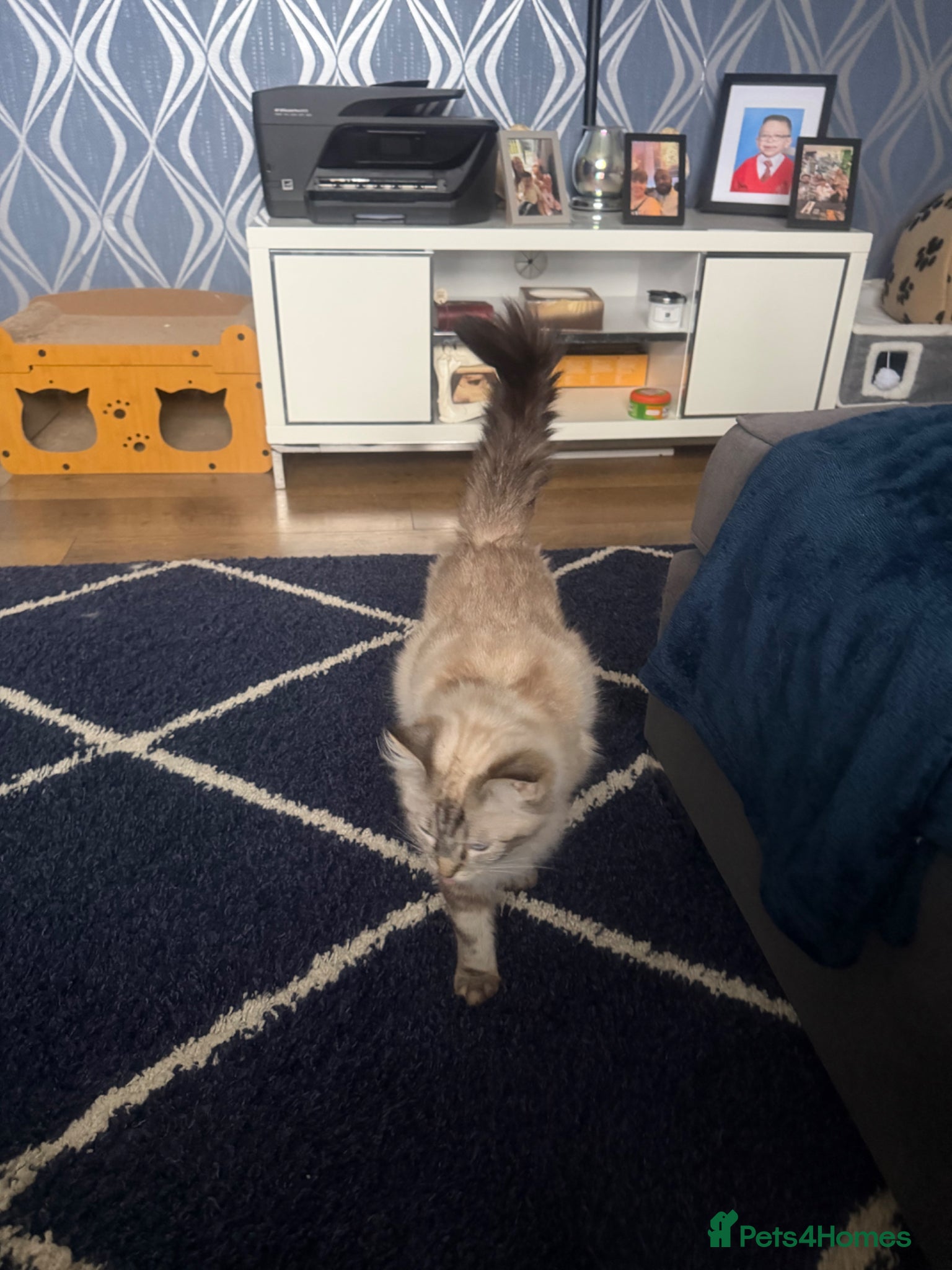 Mixed Breed cats Ragdoll/siamese  - Advert 1