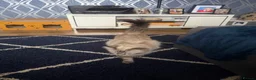 Mixed Breed cats for sale: Ragdoll/siamese  - Advert 1