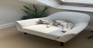 Mixed Breed cats - Advert 5
