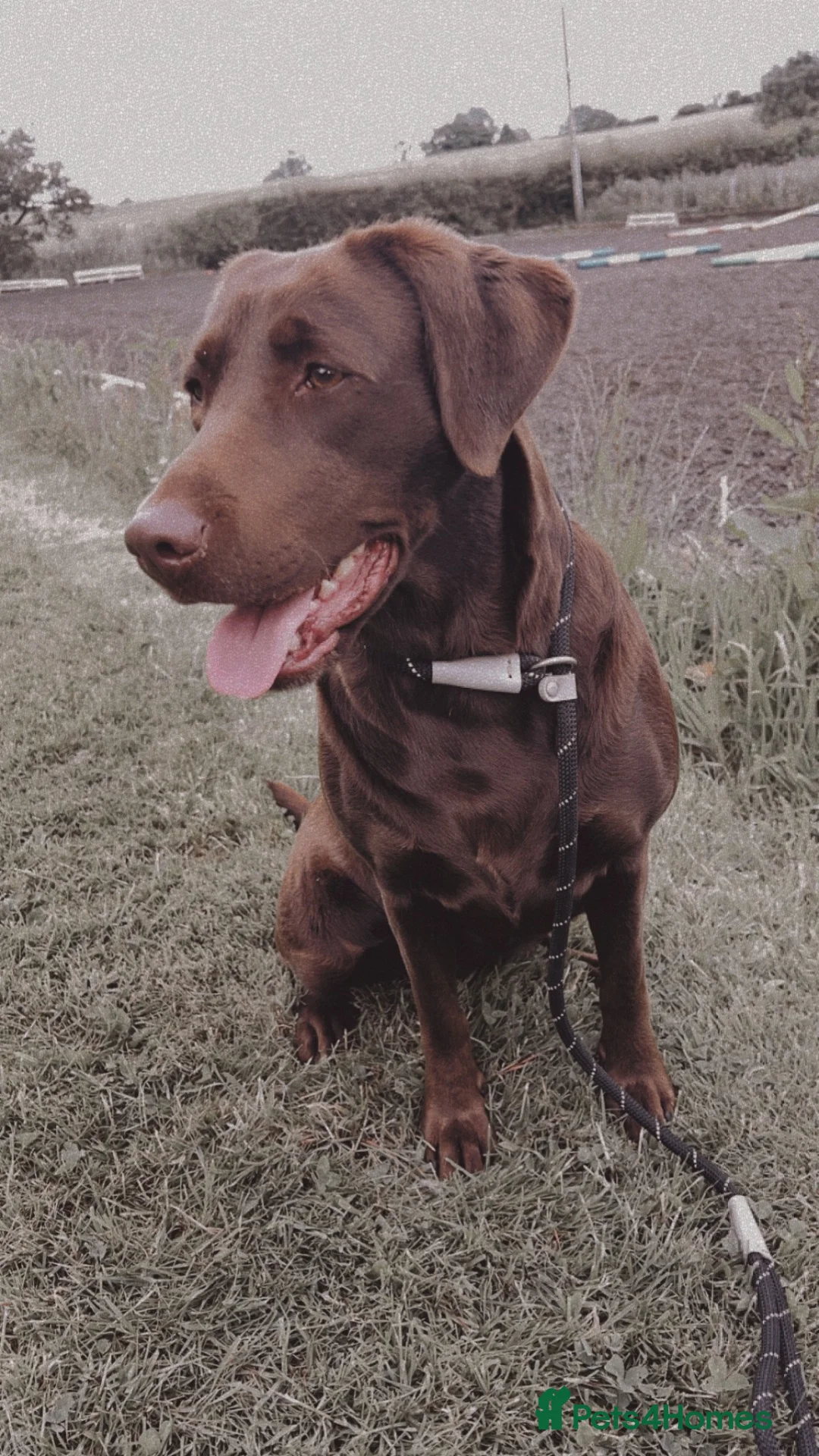 Labrador Retriever dogs for sale: Chocolate kc Labrador puppies - Advert 11