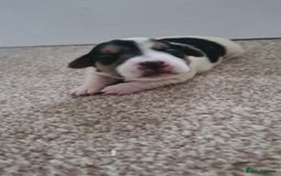 Jack Russell dogs for sale: Beautiful Jack russell puppies  - Advert 5