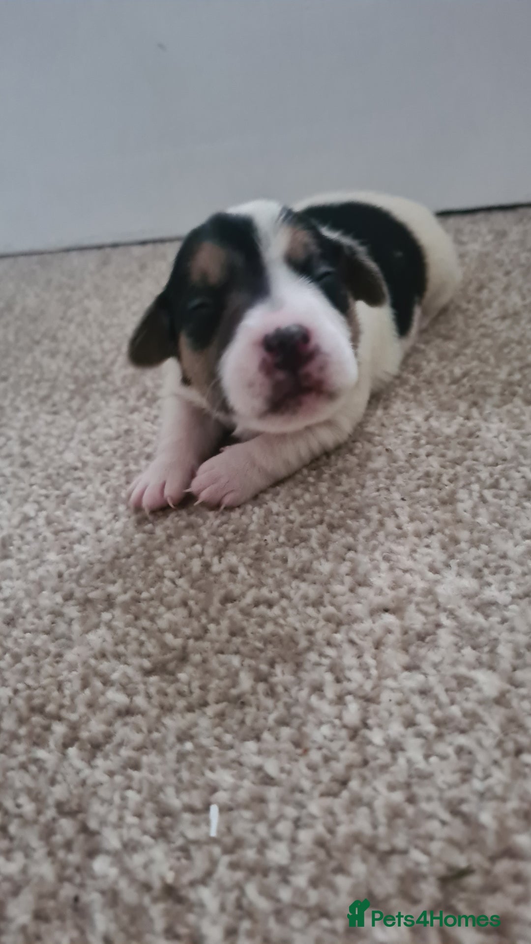 Jack Russell dogs for sale: Beautiful Jack russell puppies  - Advert 5