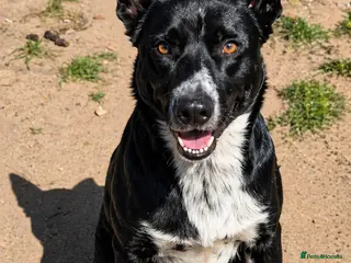 Border Collie dogs Border collie for stud - Advert 1