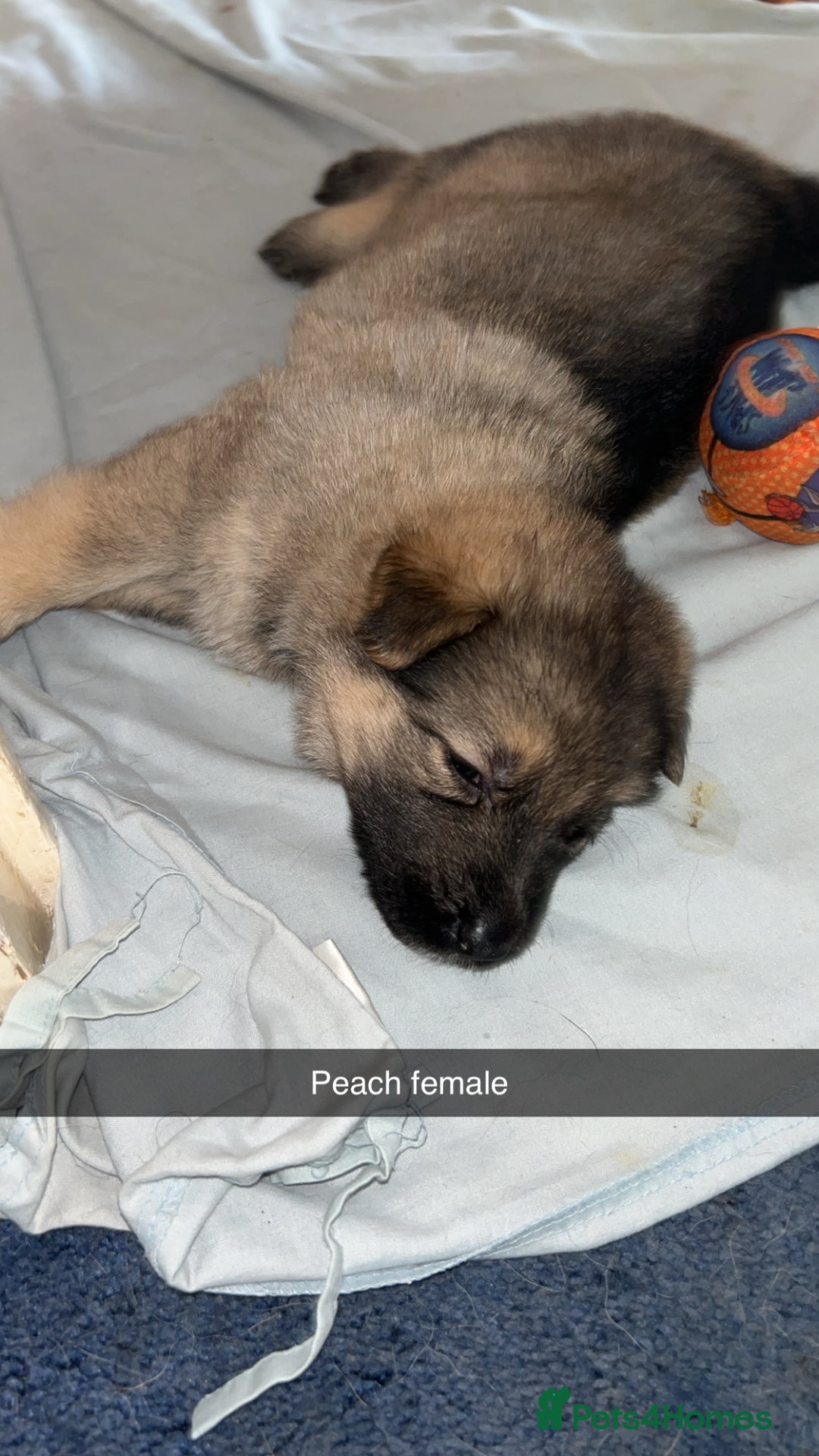 German Shepherd dogs for sale: 10 German Shepherd Puppy - Image 7