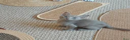 Oriental cats for sale: Fawn oriental kitten  - Advert 6