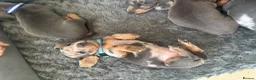 Dachshund dogs for sale: 9 amazing dapple dachshund puppys  - Advert 22