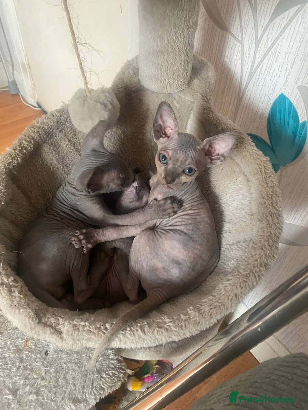 Sphynx cats for sale: Beautiful coloured kittens Spinx   - Advert 2