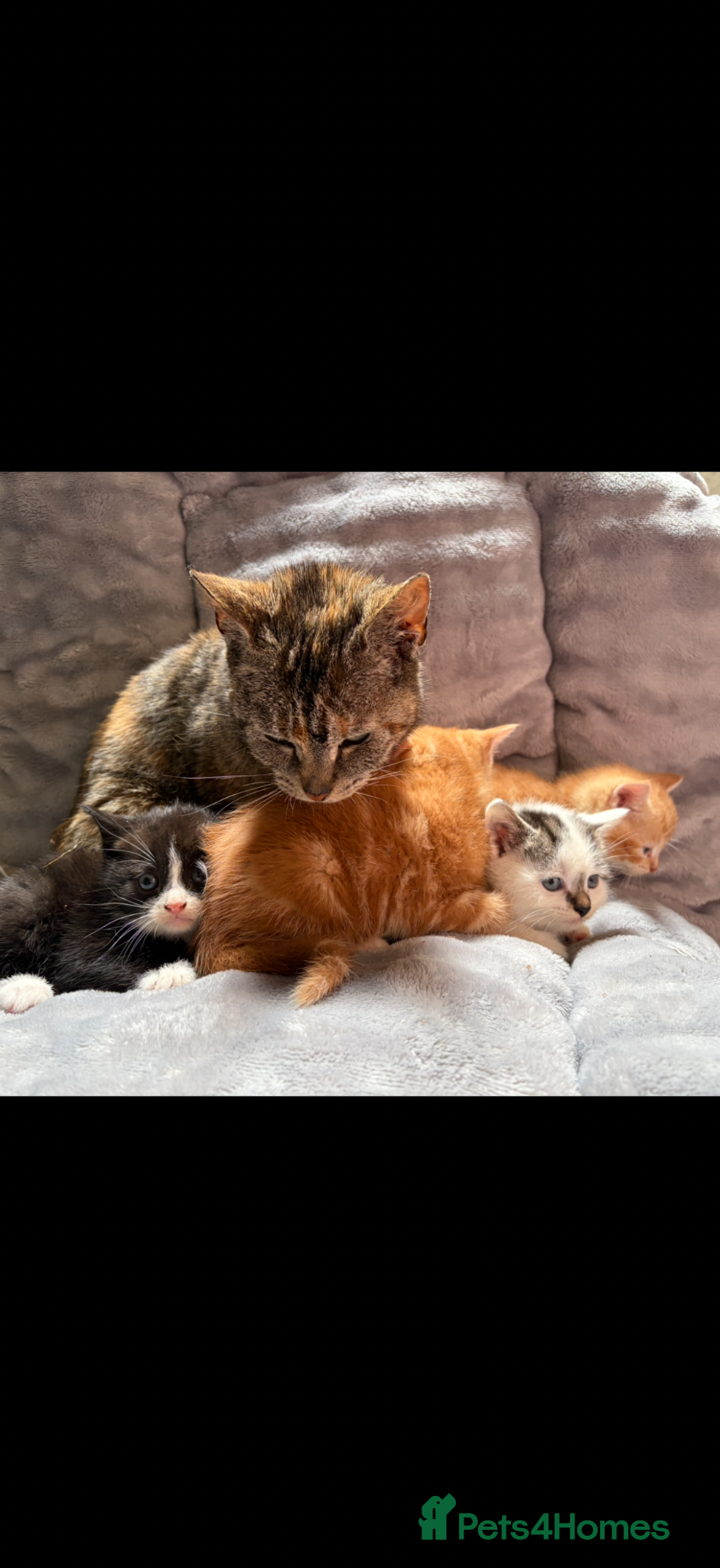 Mixed Breed cats Beautiful kittens for sale  - Advert 1