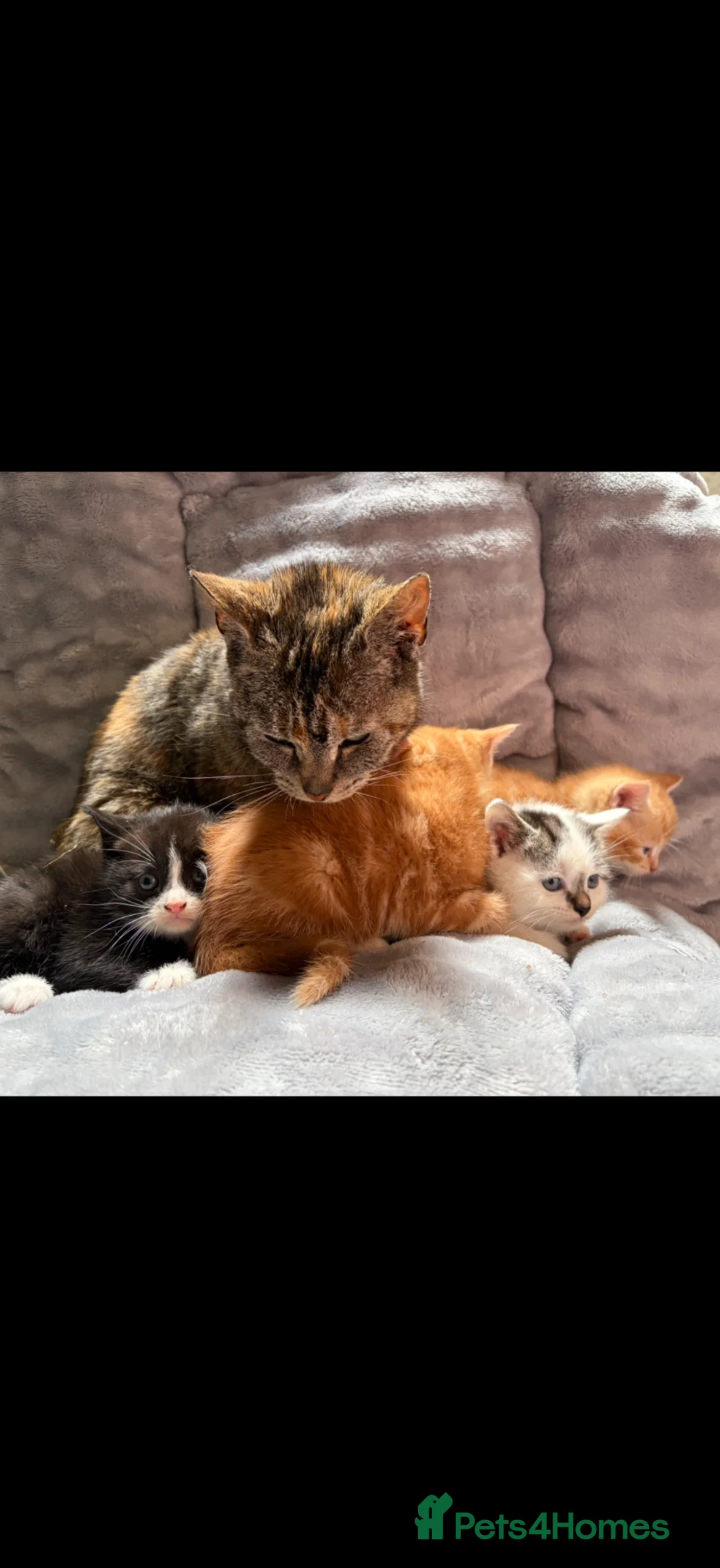 Mixed Breed cats for sale: Beautiful kittens for sale  in Bodorgan - Advert 1
