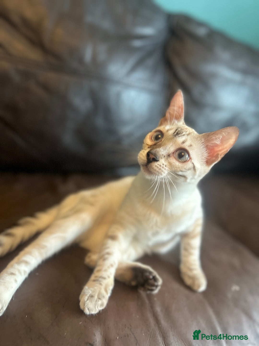 Bengal cats for sale: Unbelievably friendly TICA reg kittens  - Image 37