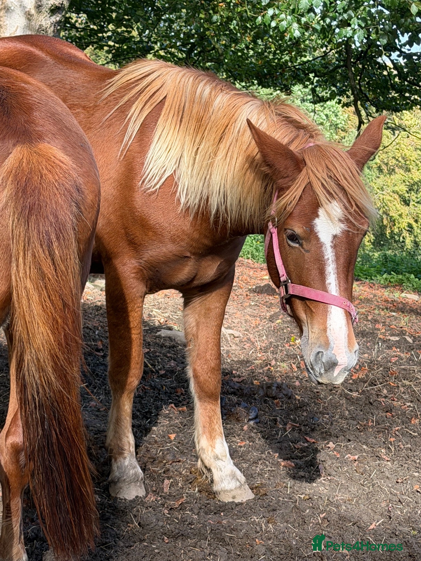 New Forest horses Home saught for the Newforest Boys  - Advert 16