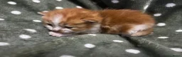 Persian cats for sale: Perfect Persian X Kittens - Advert 14