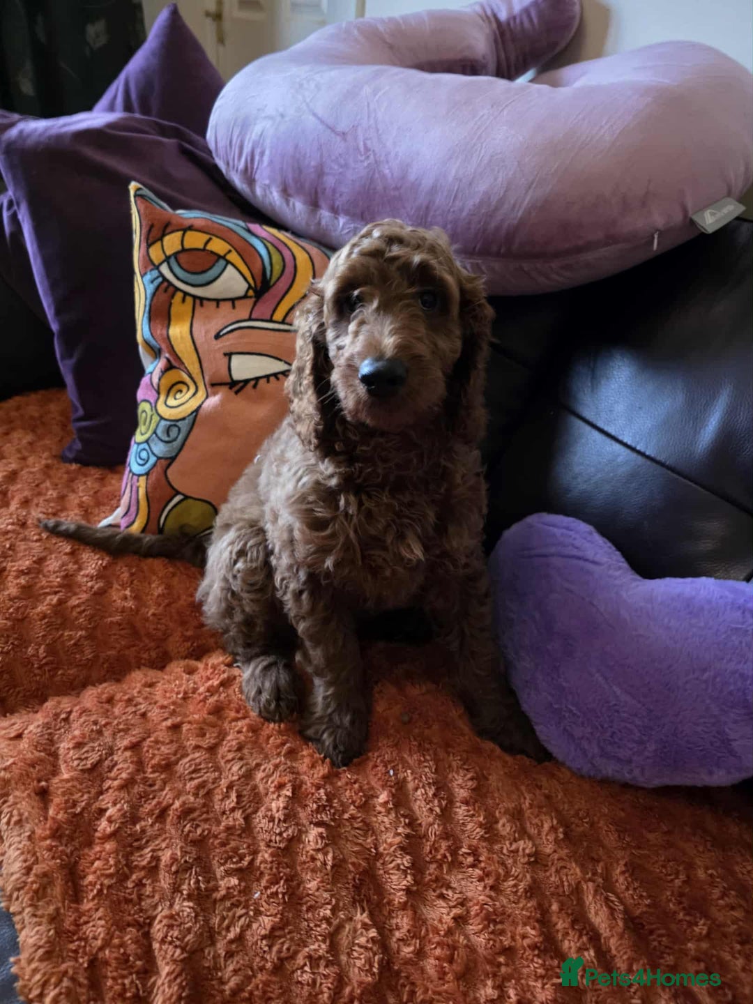 Goldendoodle dogs for sale: 👑Superb Rare Toy/Mini Deepest Red Goldendoodles👑 - Advert 3