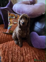 Goldendoodle dogs 👑Superb Rare Toy/Mini Deepest Red Goldendoodles👑 - Advert 1