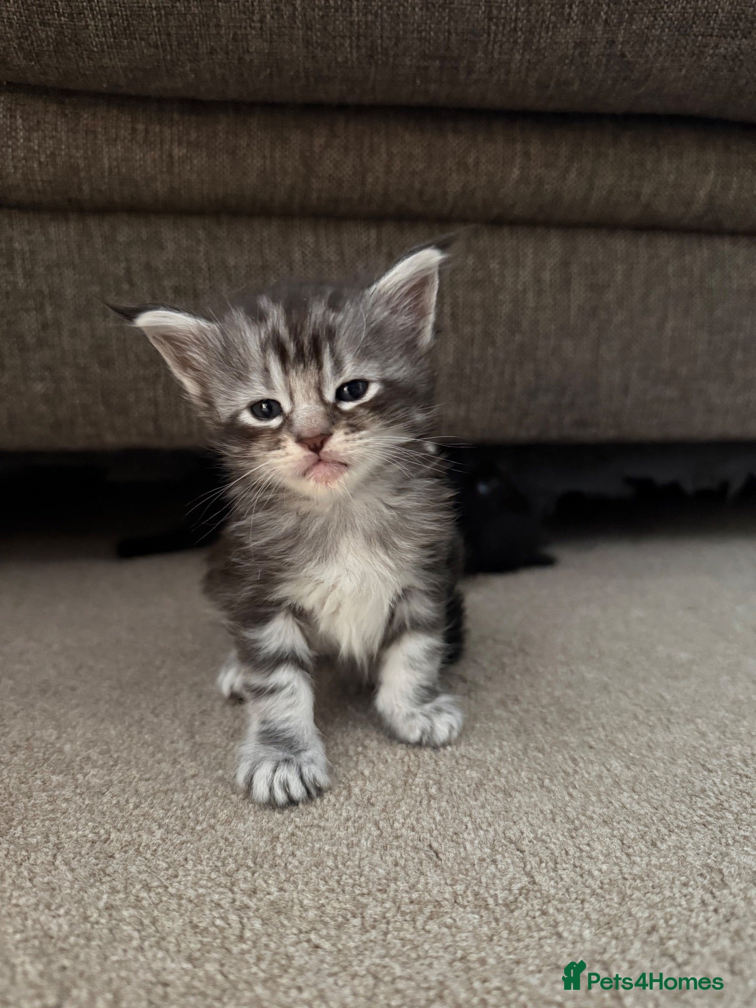 Maine Coon cats Adorable Pedigree Full Maine Coon Kittens - Advert 6