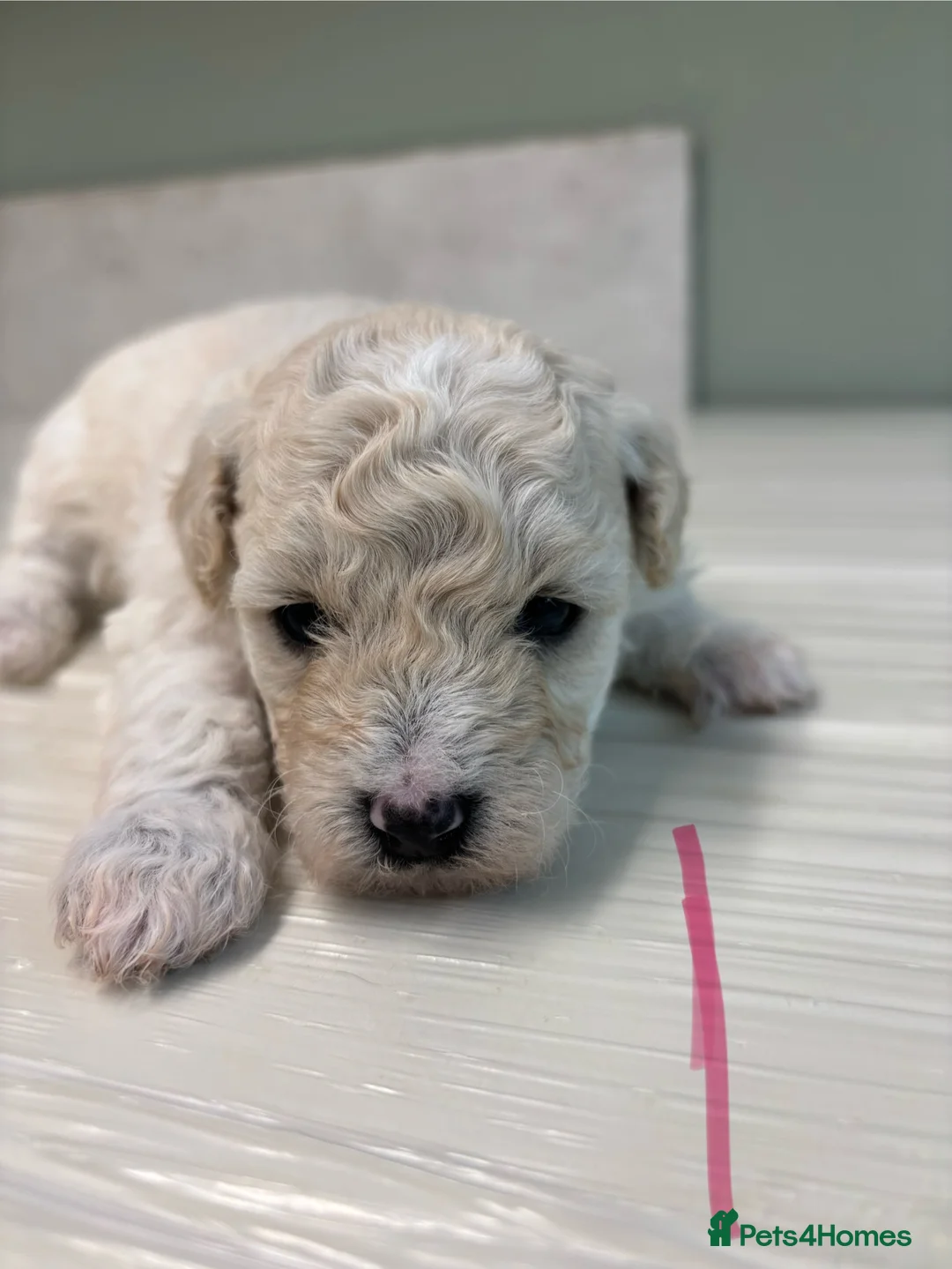 Poochon dogs for sale: One boy remaining - Advert 24