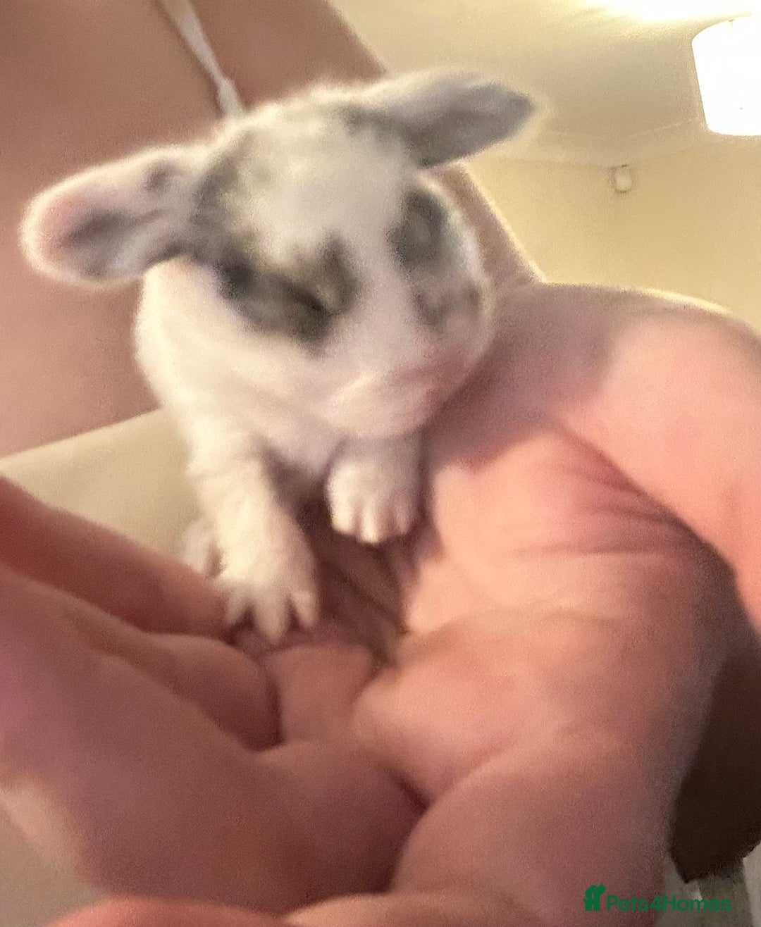 Mini Lop rabbits for sale: Gorgeous mini lop bunnies  - Advert 13